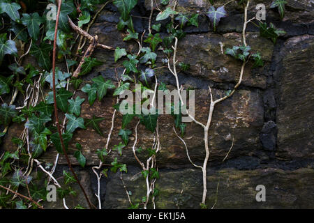 Eine Steinmauer mit Efeu, die auf ihm wachsen. Stockfoto