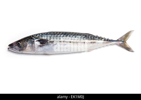 Ganze atlantische Makrele (Scomber scombrus) Fisch isoliert auf einem weißen studio Hintergrund. Stockfoto