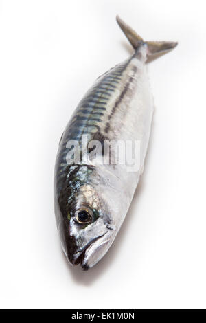 Ganze Makrele (Scomber Scombrus) Fisch isoliert auf einem weißen Studio-Hintergrund. Stockfoto