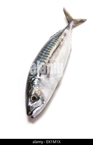 Ganze Makrele (Scomber Scombrus) Fisch isoliert auf einem weißen Studio-Hintergrund. Stockfoto