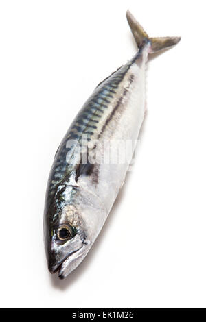 Ganze Makrele (Scomber Scombrus) Fisch isoliert auf einem weißen Studio-Hintergrund. Stockfoto