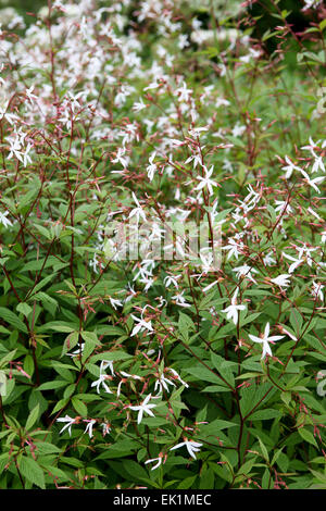 Masse der Gillenia Trifoliata Bepflanzung / Bowmans Wurzel / False Ipecac Stockfoto