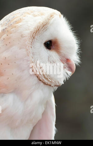 Porträt einer Schleiereule (Tyto Alba) in der Nähe. Gefangener Vogel UK Stockfoto