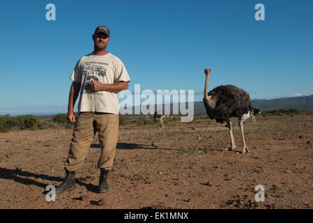 Landwirt mit Straußen (Struthio Camelus) auf einer kommerziellen Farm in Oudtshoorn, Western Cape, Südafrika Stockfoto