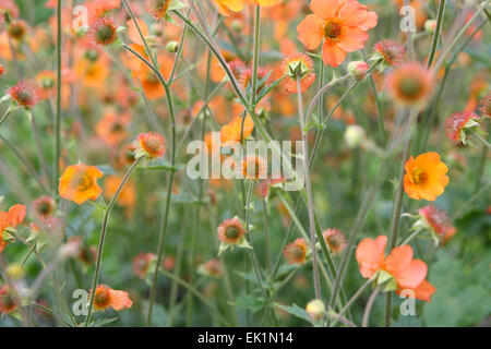 Geum "Völlig Mandarine" Stockfoto