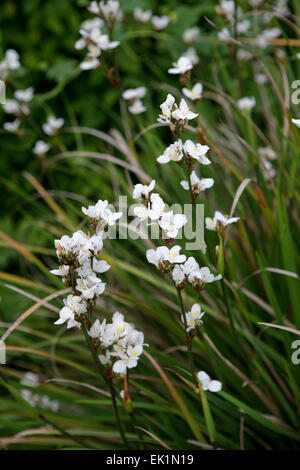 Libertia sp./syn Libertia grandiflora in Blume Stockfoto