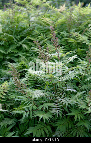 Sorbaria Sorbifolia 'Sem' / False Spiraea "Sem" Stockfoto