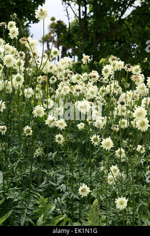 Cephalaria Gigantea / Giant Witwenblume Stockfoto