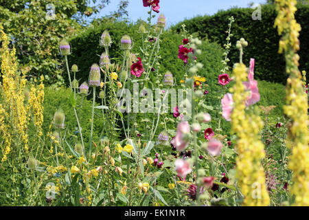 Great Dixter einpflanzen Kombination - molène, Stockrosen, Karde, Stockfoto