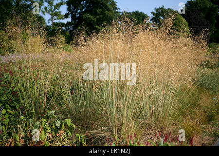 Stipa gigantea Stockfoto