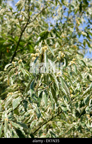 Castanea Sativa 'Variegata' Stockfoto
