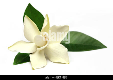 Gardenia oder Gondhoraj Blume von Südasien über weißem Hintergrund Stockfoto