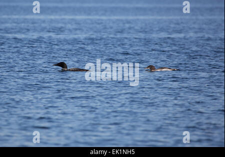 Great Northern Diver oder gemeinsame Loon, Gavia Immer mit jungen, am Sharbot Lake, Ontario, Kanada Stockfoto