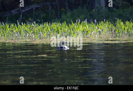 Great Northern Diver oder Loon, Schwimmen am Sharbot Lake, Ontario, Kanada. Stockfoto