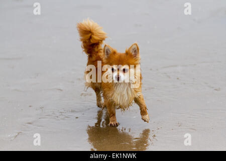 Chihuahua Dog spielt am Strand, Sefton, Southport, Merseyside, Großbritannien 5.. April 2015. Wetter in Großbritannien. Neblig, neblig und feucht an der Westküste. Rostig der langhaarige Chihuahua genoss es, im Sand am Ainsdale Beach zu spielen. Stockfoto