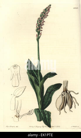 Dense blühenden Orchideen, Neotinea Maculata (One-Size Aceras, Aceras Secundiflora). Stockfoto