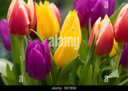 Ein Haufen bunt gemischte Tulpen. Stockfoto