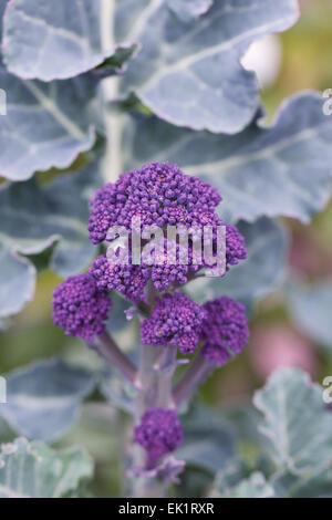 Brassica Oleraceae. Lila sprießende Brokkoli im Gemüsegarten. Stockfoto