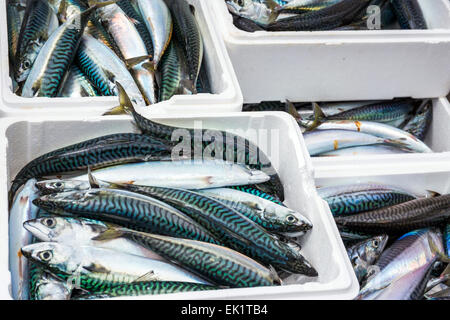 Boxed ganze rohe Makrele Fisch auf dem Boot in Trouville Sur Mer, Nord-Frankreich, Europa Stockfoto