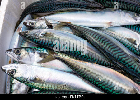 Boxed ganze rohe Makrele Fisch auf dem Boot in Trouville Sur Mer, Nord-Frankreich, Europa Stockfoto