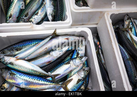 Boxed ganze rohe Makrele Fisch auf dem Boot in Trouville Sur Mer, Nord-Frankreich, Europa Stockfoto