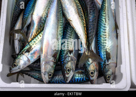 Boxed ganze rohe Makrele Fisch auf dem Boot in Trouville Sur Mer, Nord-Frankreich, Europa Stockfoto