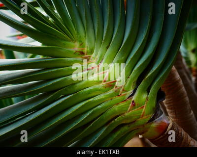 Aloe Plicatilis Südafrika Spanien Kanaren Teneriffa Puerto De La Cruz Botanic Garden Park Jardin Botanico Stockfoto