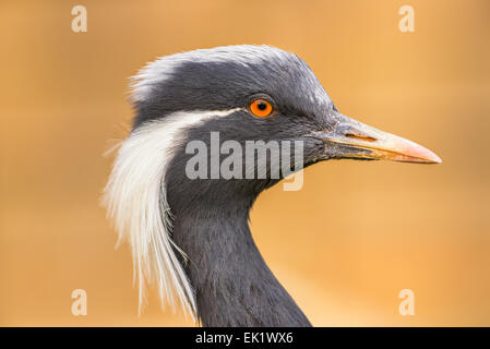 Porträt der Demoiselle Kran (Anthropoides Virgo) Stockfoto