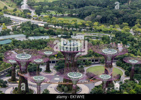 Singapur - 5. August 2014: Supertree Grove Gardens by the Bay in Singapur. Supertrees sind baumähnliche Strukturen mit Höhen Stockfoto