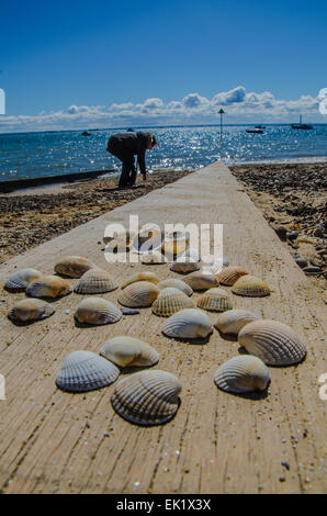 Das Weibchen sammelt Muscheln aus einem Southend am Sea Beach. Mündung Der Themse. Gebleichtes Holz, Wellenbrecher. Blauer Himmel. Essex, Großbritannien. Schalen Stockfoto