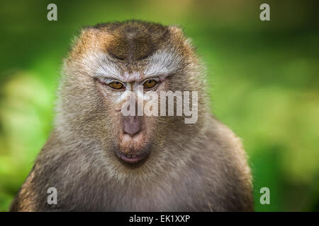 Affe Closeup portrait Stockfoto