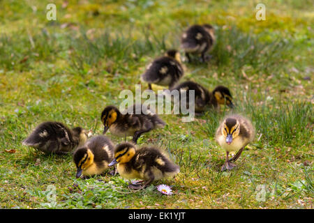 Rufford, Southport, West Lancashire, Großbritannien, 5. April 2015. Ostern Entlein Tage bei Martin bloße Wetlands Centre und Vogelschutzgebiet im Burscough. Eine gemeinsame Stockente hat eine 'RECORD' Brut von 14 frisch geschlüpfte downy getuftete Entenküken. Die übliche Kupplung 8 - 13 Eier, die für 27 - 28 Tagen schlüpfen mit 50 - 60 Tagen zu Jungen bebrütet werden. Die flauschigen jungen Entenküken precocial und vollständig in der Lage, Schwimmen, sobald Sie schlüpfen. Kindliche Prägung zwingt Sie zu instinktiv in der Nähe der Mutter für Wärme und Schutz. Credit: Mar Photographics/Alamy leben Nachrichten Stockfoto