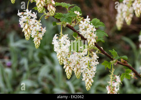 Weiße Blüten von Frühjahr blühende Johannisbeere, Ribes Sanguineum 'White Icicle' Stockfoto