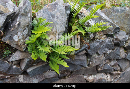 Blechnum spicant, Reh Farn oder hart-Farn, aus Steinen in einer Trockensteinmauer wachsen. Stockfoto