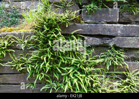 Blechnum spicant, Schiefer Hirsch Farn oder hart-Farn, Anbau von Steinen in einem trockenen Stein Wand. Stockfoto