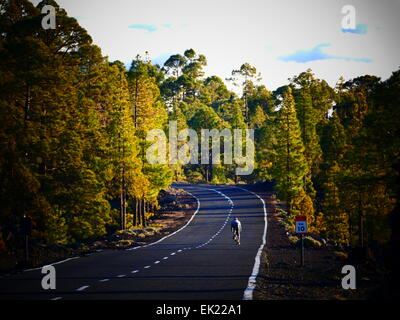 Biker-Auto fahren junge Kiefer Weg Mt Teide Parque Nacional del Teide Teneriffa Insel Kanaren Spanien Stockfoto