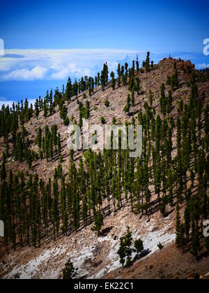 Junge Kiefern wachsen bei Mt Teide Parque Nacional del Teide Teneriffa Insel Kanaren Spanien Stockfoto