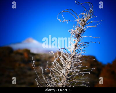 Verschneite rote Viper Bugloss (Echium Wildpretii) bei Mt Teide Parque Nacional del Teide Teneriffa Insel Kanaren Spanien Stockfoto