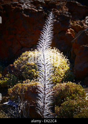 Verschneite rote Viper Bugloss (Echium Wildpretii) bei Mt Teide Parque Nacional del Teide Teneriffa Insel Kanaren Spanien Stockfoto