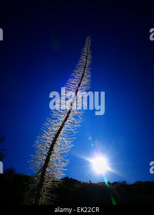 Verschneite rote Viper Bugloss (Echium Wildpretii) bei Mt Teide Parque Nacional del Teide Teneriffa Insel Kanaren Spanien Stockfoto