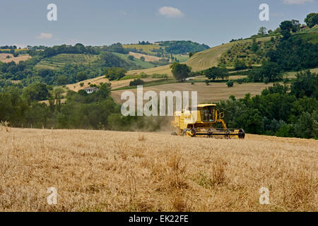 Modernen Mähdreschers bei der Arbeit an Hängen des hügeligen Feldern Stockfoto