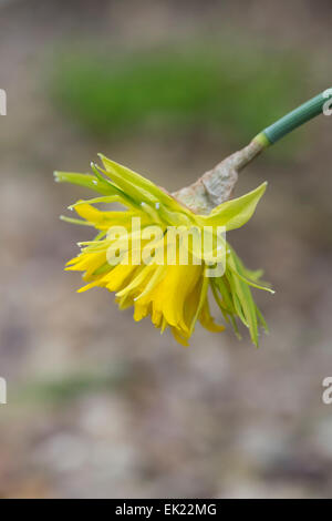 Narzisse Rip Van Winkle. Zwerg-Narzisse Stockfoto
