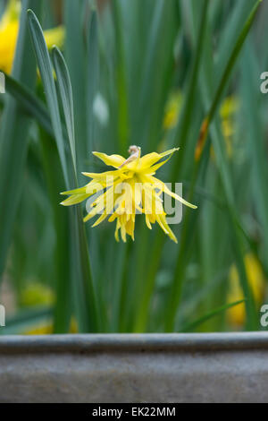 Narzisse Rip Van Winkle. Zwerg-Narzisse Stockfoto