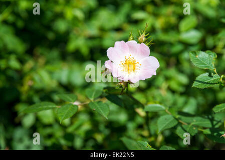 Wilde Rose Blume auf einem Hintergrund von Laub Stockfoto