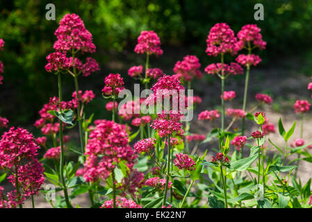 Roter Baldrian (Centranthus Ruber) im Garten Stockfoto