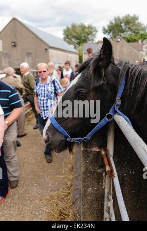 Kuhhandel an der Ould Lammas Fair, Ballycastle Stockfoto