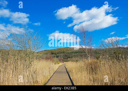 CORS Dyfi, ein Naturschutzgebiet von laufen Montgomery Wildlife Trust, in der Nähe von Machynlleth, Powys, North Wales UK Stockfoto