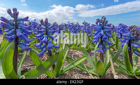 Frühling Zeit: niedrige Winkel Blick auf Blaue Hyazinthen, Blüte auf volle Höhepunkt Voorhout, Südholland, Niederlande. Stockfoto