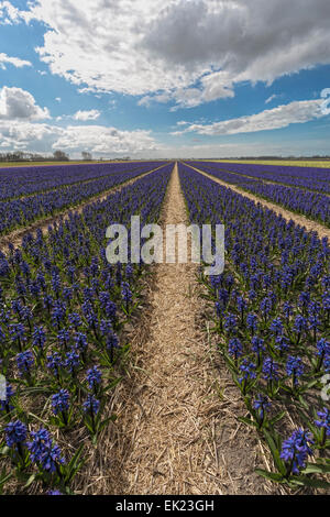 Frühling Zeit: Panoramablick auf Blaue Hyazinthen (Asparagaceae), Blüte in Voorhout, Südholland, Niederlande. Stockfoto