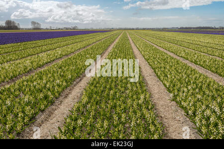 Blumenfelder im Frühjahr: Panoramablick auf weiße Hyazinthen (Asparagaceae), Blüte in Voorhout, Südholland, Niederlande. Stockfoto